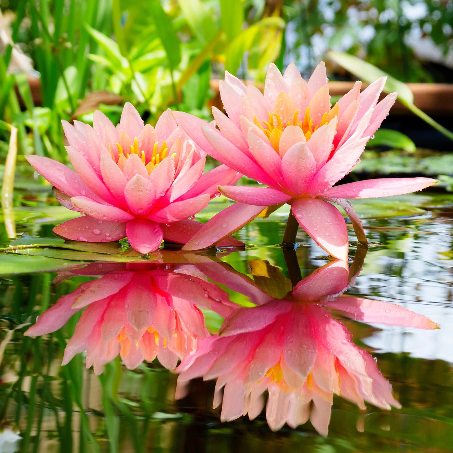 Caltha natans - Schwimmende Dotterblume