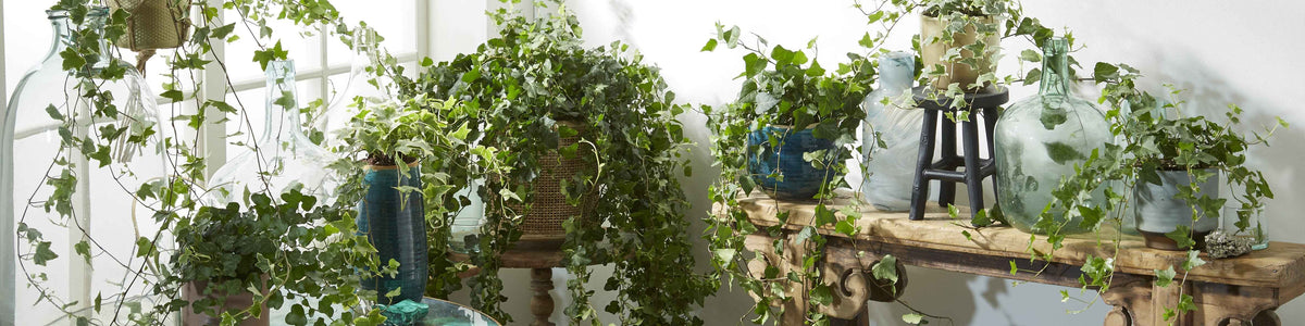 Efeu - Hedera
