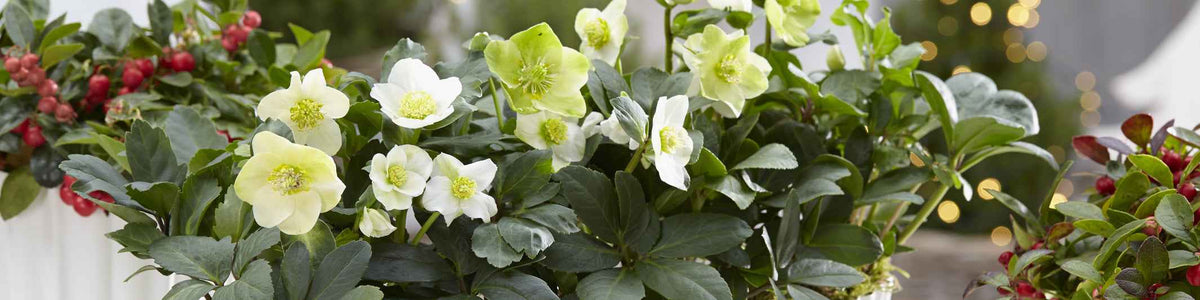 Christrose - Helleborus