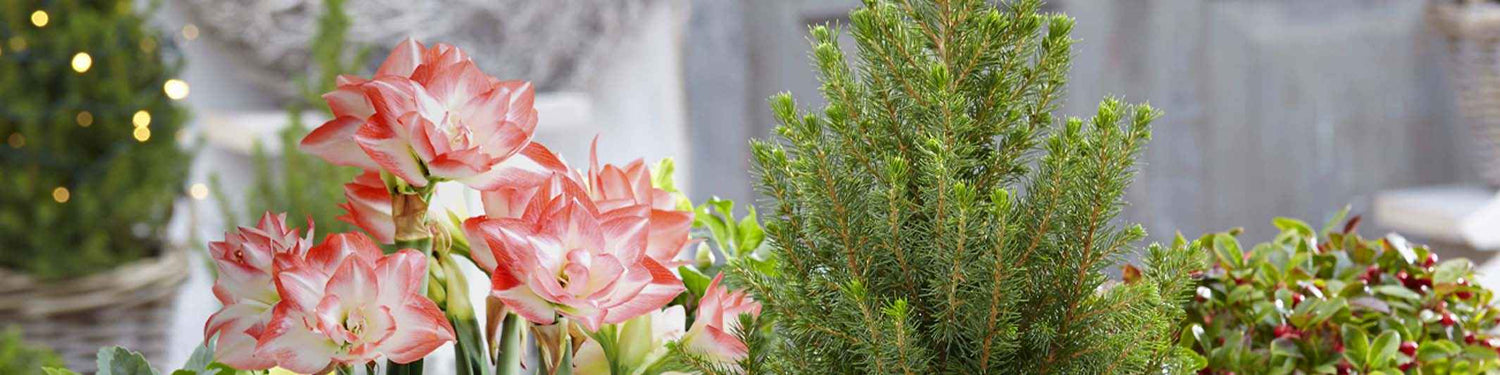 Amaryllis aulica - Adels-Amaryllis