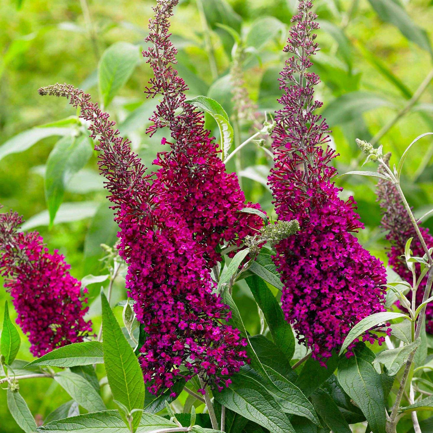 Cephalanthus tetrandrus - Vierblütiger Knopfbusch