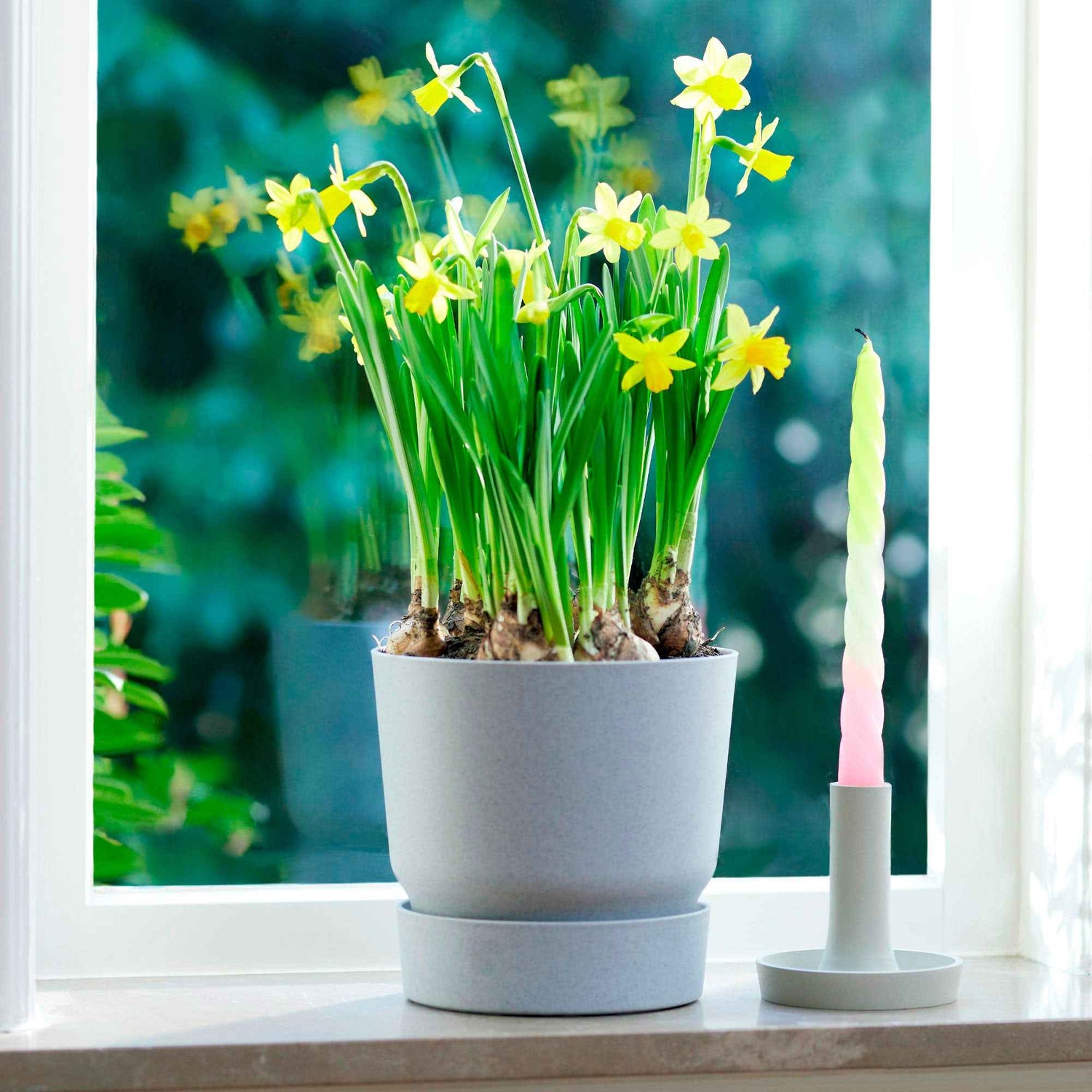 Camassia angusta - Schmalblättrige Prärielilie