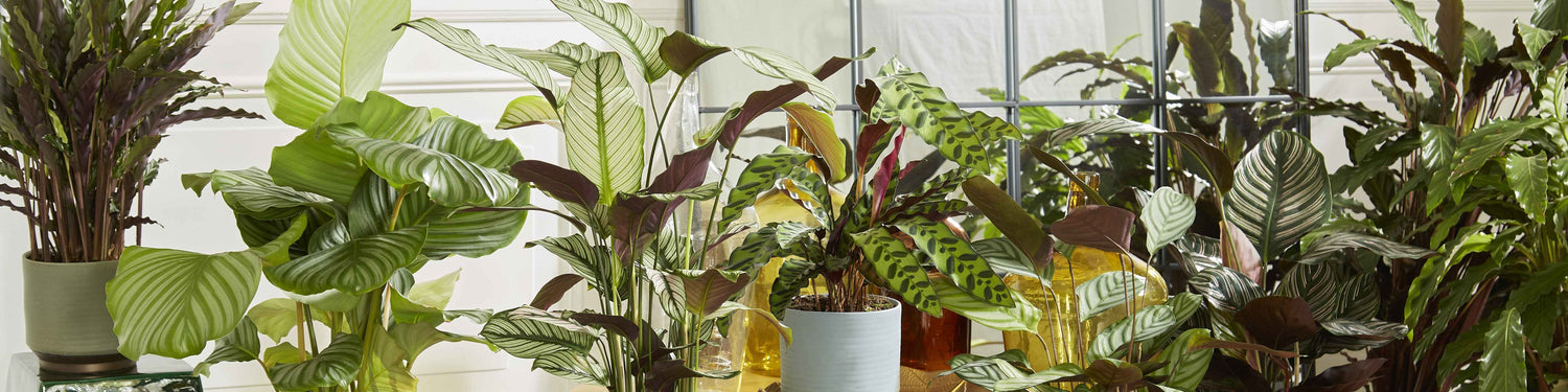 Calathea zebrina - Zebra-Kalathee