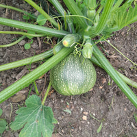 Zucchini De Nice a fruit rond - Bakker