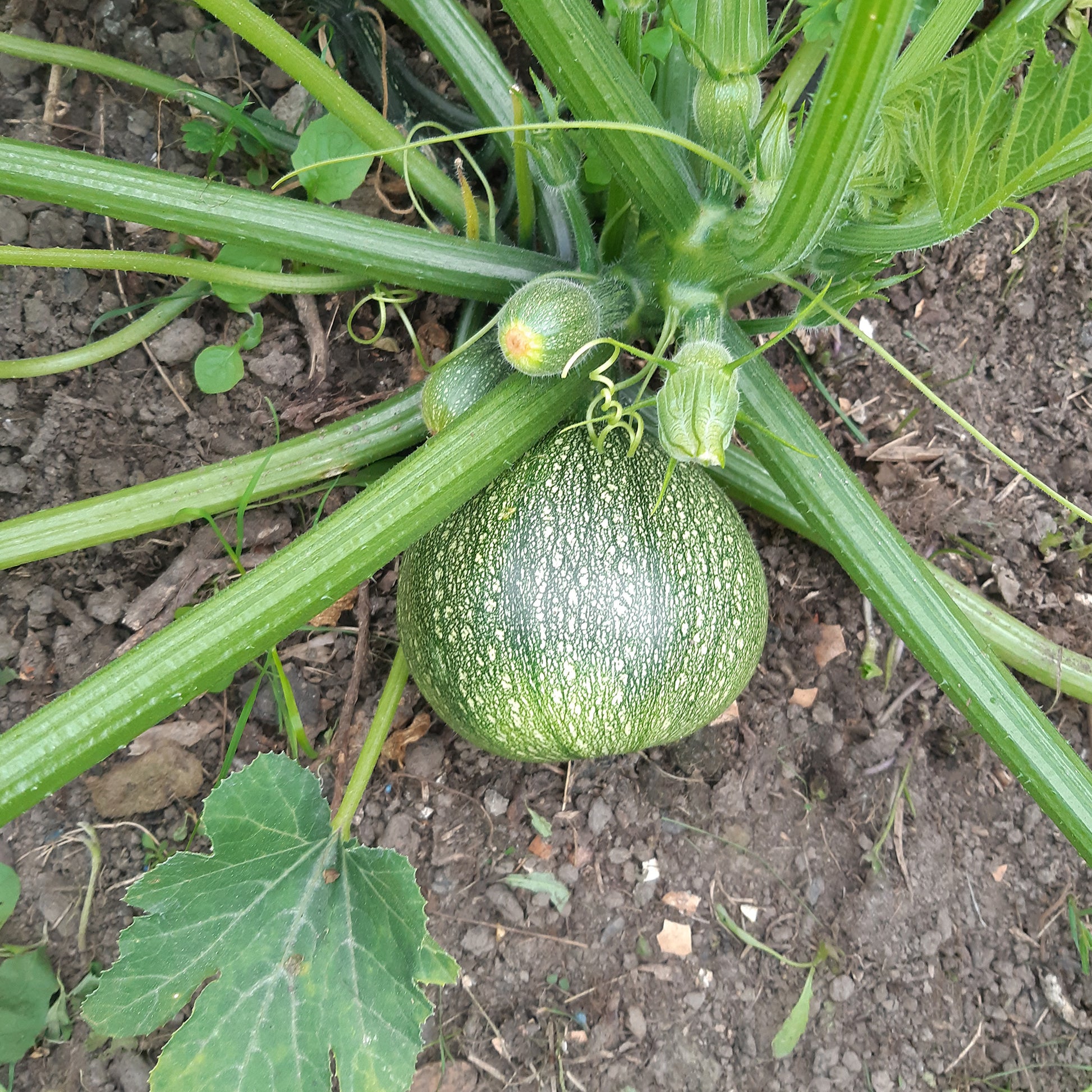 Zucchini De Nice a fruit rond - Cucurbita pepo de nice à fruits ronds - Gemüsesaat