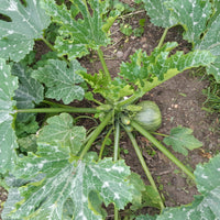 Zucchini De Nice a fruit rond - Cucurbita pepo de nice à fruits ronds - Bakker