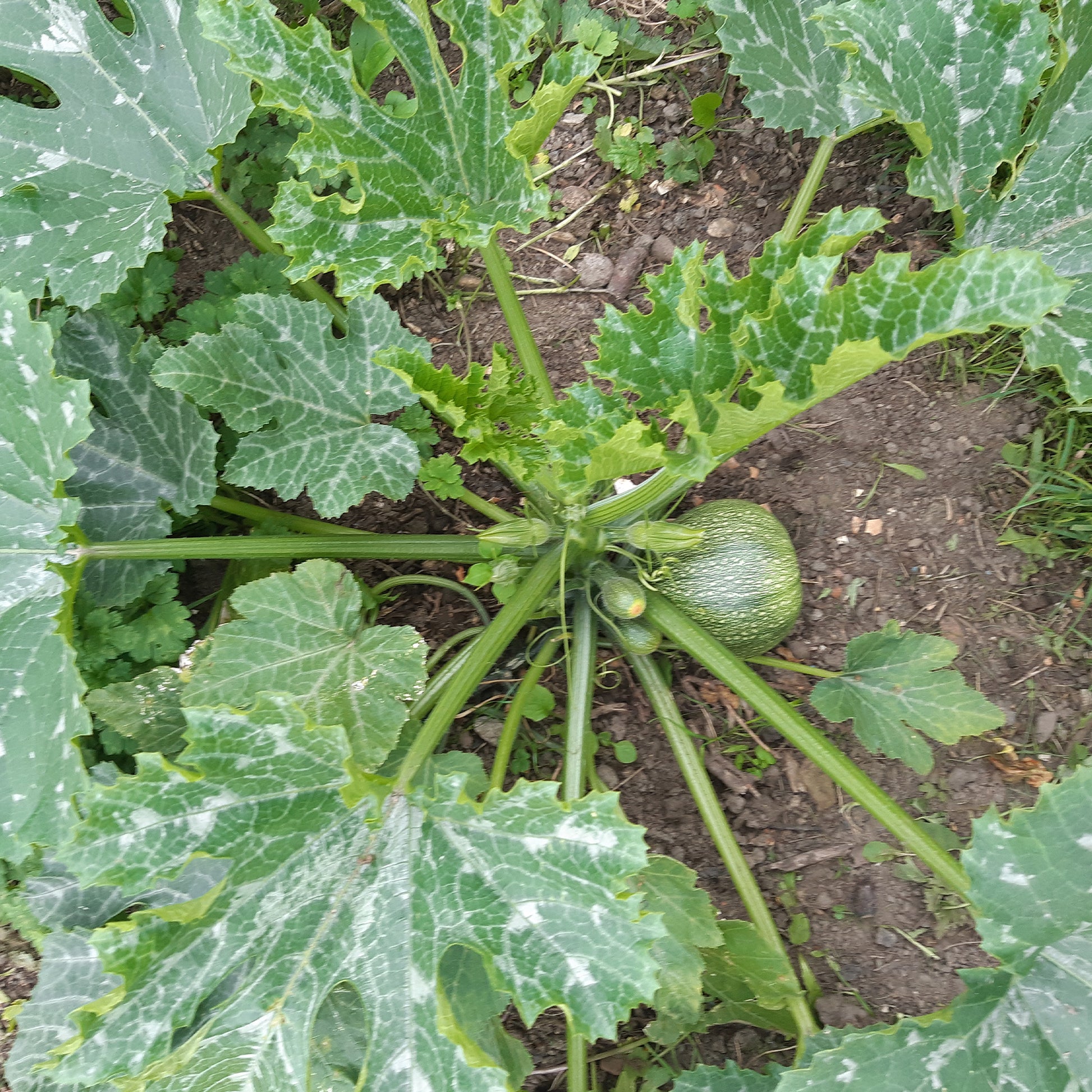 Zucchini De Nice a fruit rond - Cucurbita pepo de nice à fruits ronds - Gemüsesaat