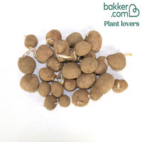 Kartoffel 'Désirée'