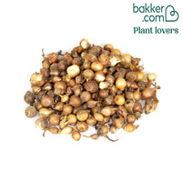 Zwiebel Jaune Paille des Vertus