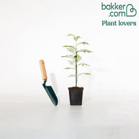 Silber-Akazie - Acacia dealbata