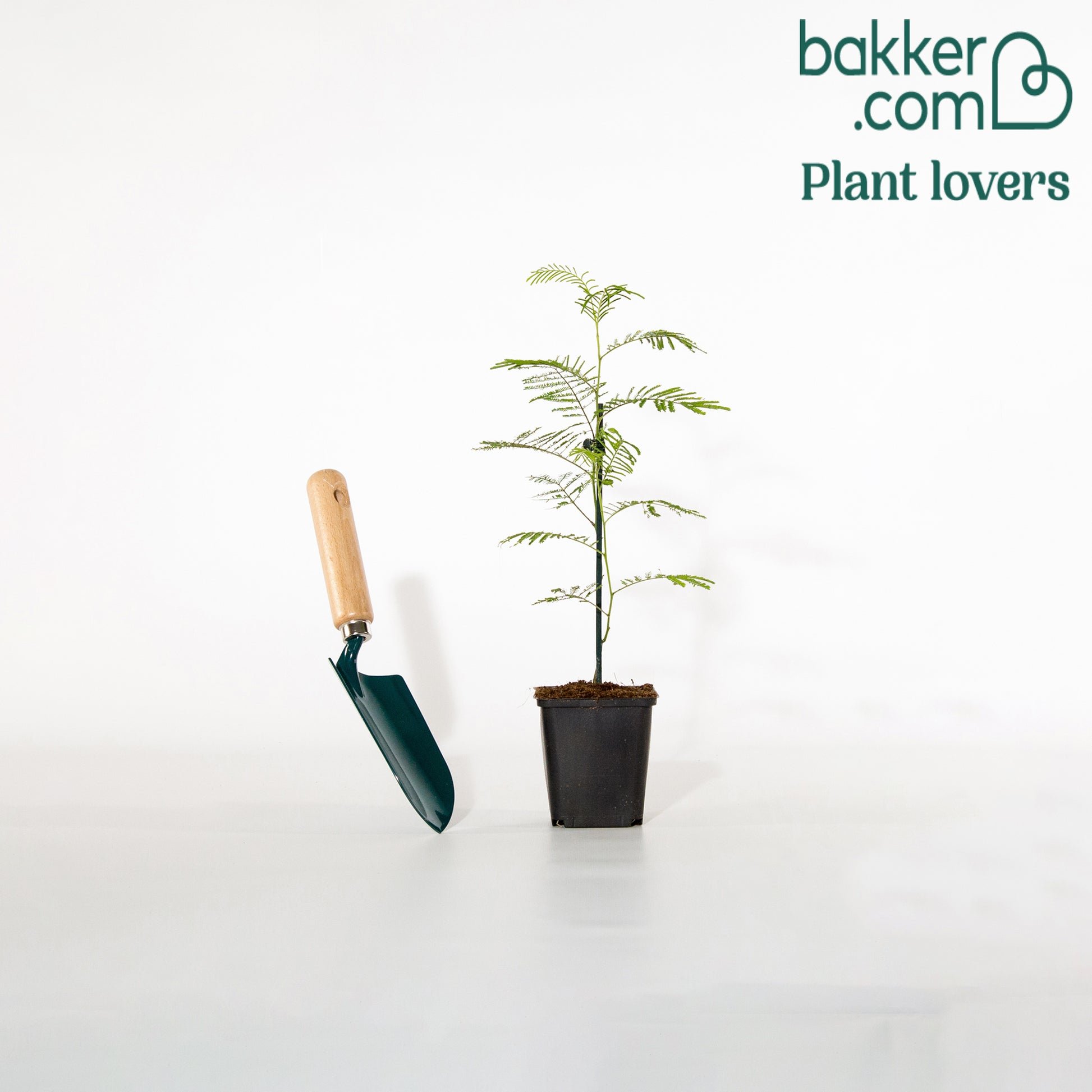 Silber-Akazie - Acacia dealbata