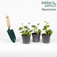 Hänge-Geranie zweifarbig (x3)