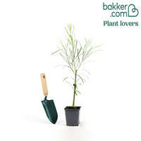 Mimose der vier Jahreszeiten - Acacia retinodes