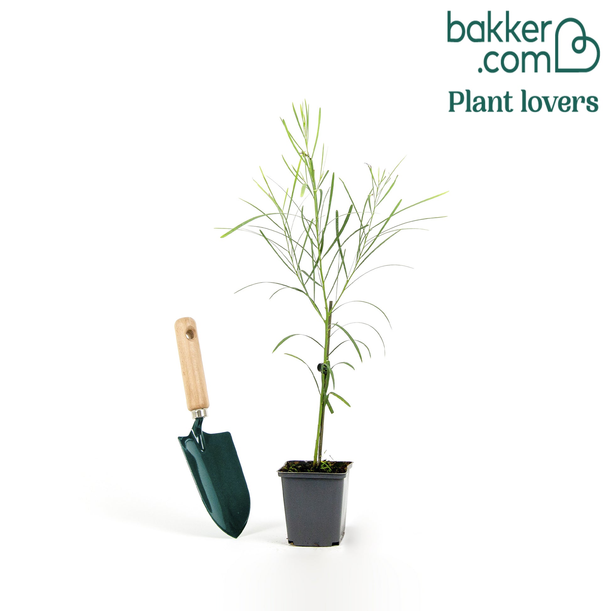 Mimose der vier Jahreszeiten - Acacia retinodes