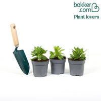 Rote Hängepetunien (x3)