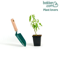 Engelstrompeten Rot und Gold