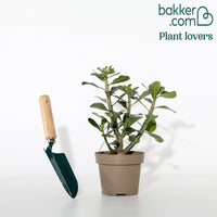 Wüstenrose - Adenium obesum