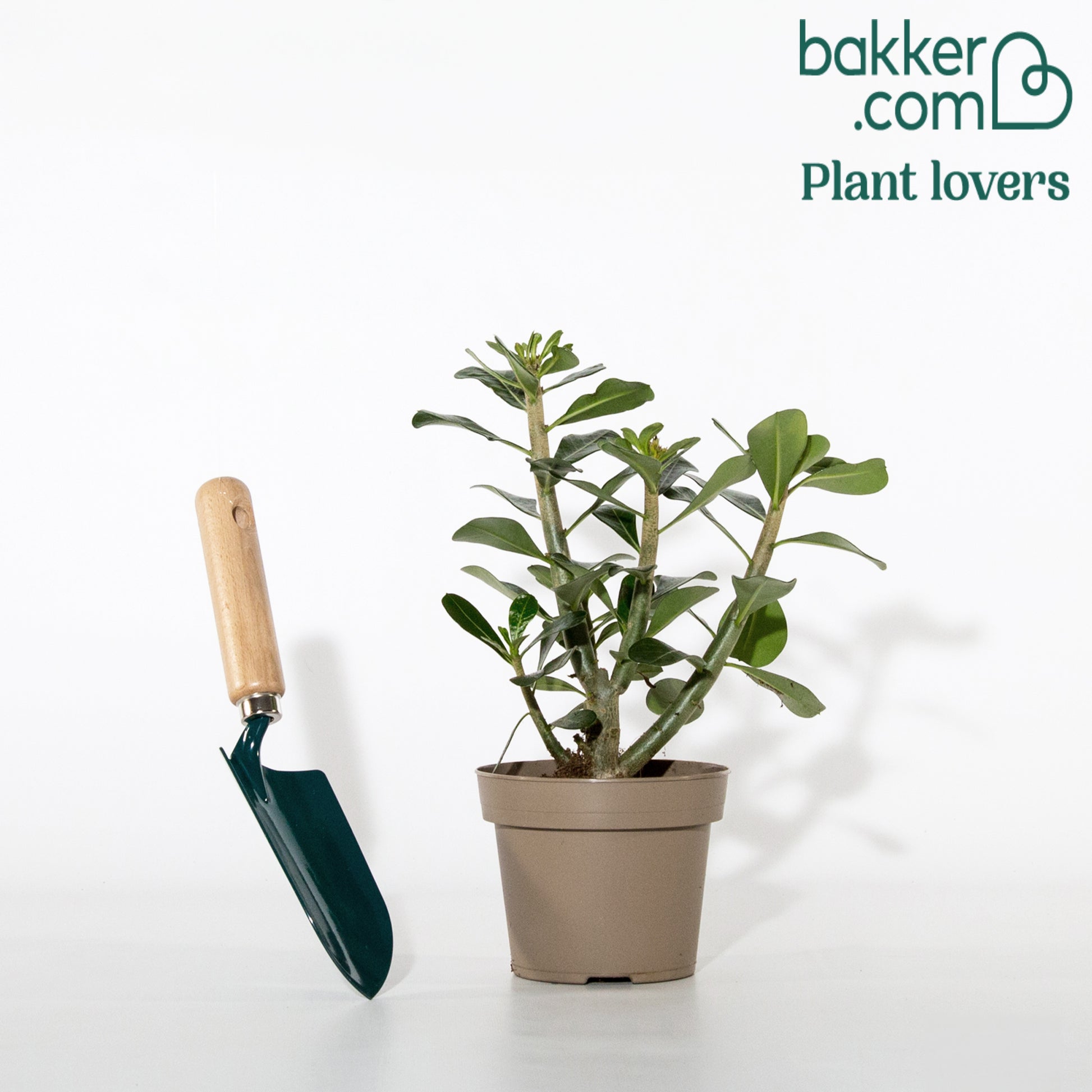 Wüstenrose - Adenium obesum