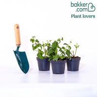 Fuchsie 'Bella Rosella' (x3)