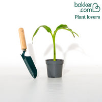 Bananenpflanze Musa basjoo