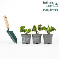 Geranie 'Toscana'® (x3)