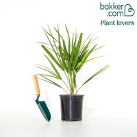 Zwergpalme 'Sicilia'