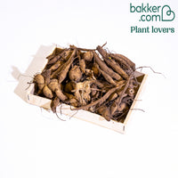 Dahlie Mischung 'Cactus' (x10)