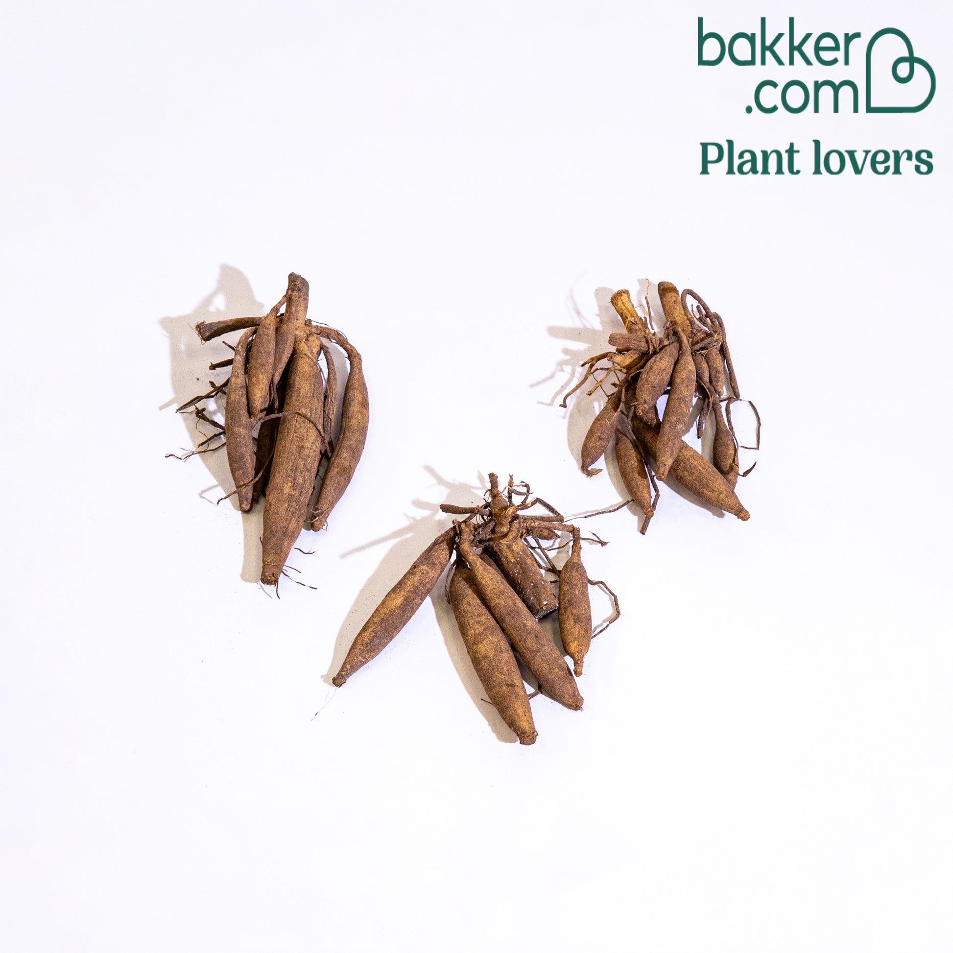 Kaktus-Dahlien Haley Jane (x3) - Dahlia cactus haley jane