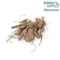 Dahlien Tricolore (x3)