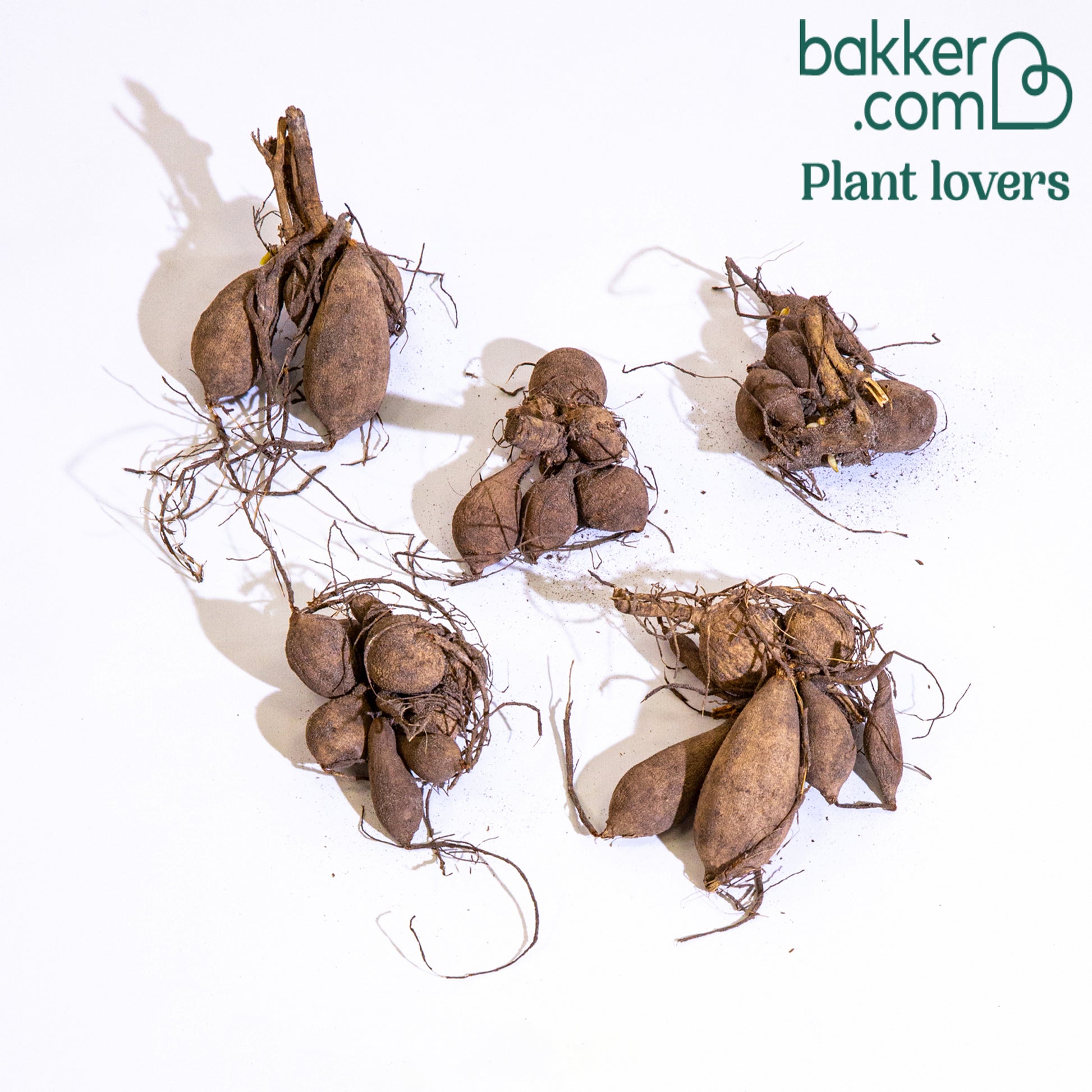 Dahlien Mischung 'Terrace View' (x5) - Dahlia GO GO - Blumenzwiebeln Sommerblüher