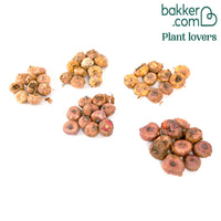 Großblütige Gladiole Mischung (x50)