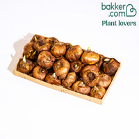 Gladiolen Passos (x25)