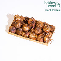 Gladiolen Nori (x25)