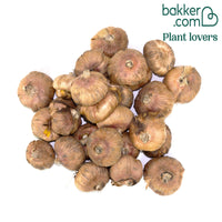 Gladiolen Aftershock (x25)