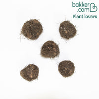 Begonie Mischung 'Picotee' (x5)