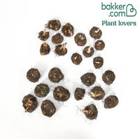 Begonien 'Double Colors' (x24)