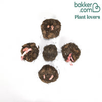 Begonie 'Angelique' (x5)