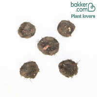 Begonie 'Camelia' (x5)