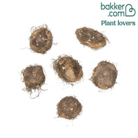 Begonien Mischung (rosa, weiß) (x6)