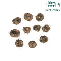 Gefranste Begonien 'Fimbriata' (x10)