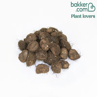 Gefüllte Begonien Mischung