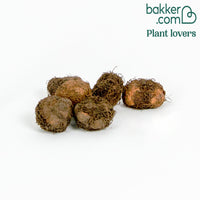 Begonie Mischung 'Non Stop' (x6)