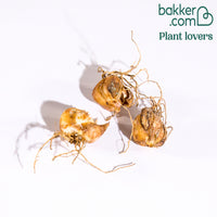 Asiatische Lilie 'Elodie' (x3)