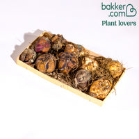 Asiatische Lilie 'Mid-Century'