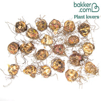 Asiatische Lilie 'Mid-Century'