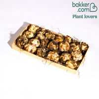 Asiatische Lilie 'Mid-Century'