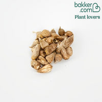 Doppelblütige Freesie Mischung (x25) - Freesia