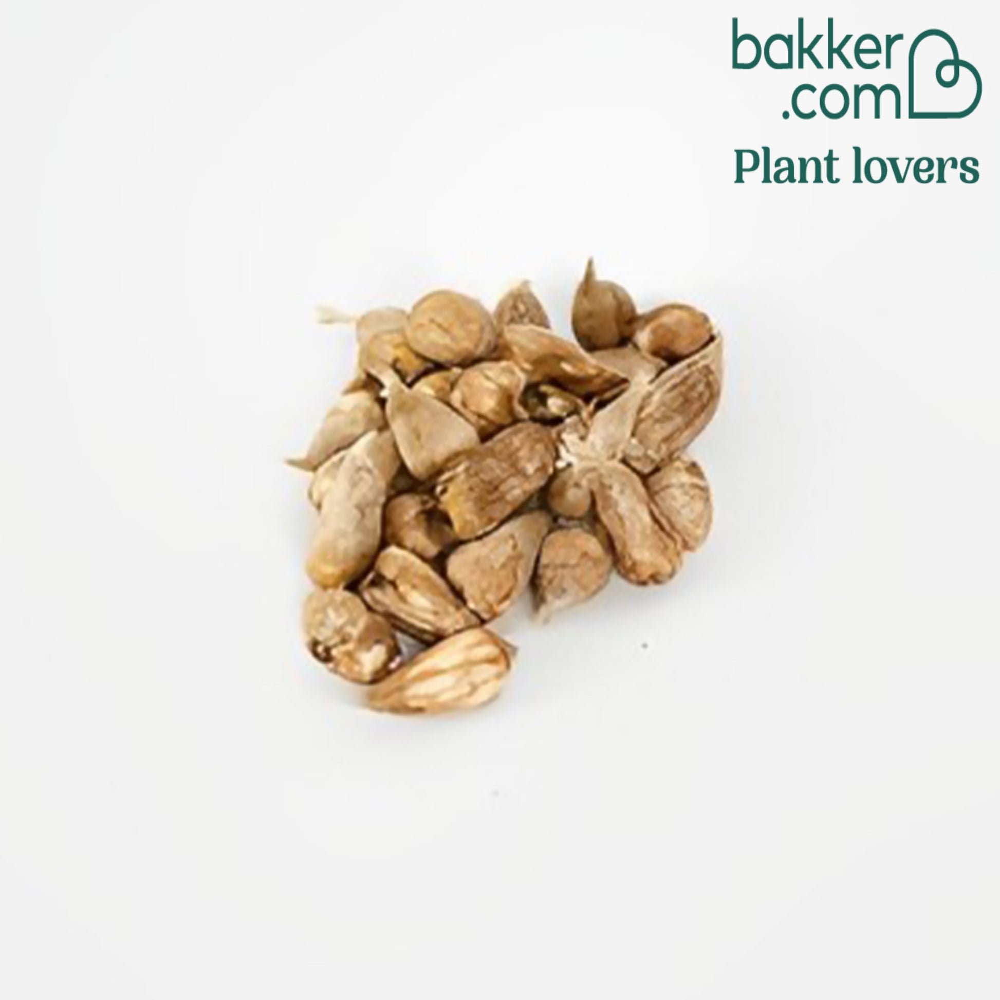 Doppelblütige Freesie Mischung (x25) - Freesia