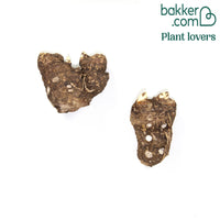 Äthiopische Calla (x2)