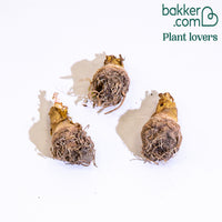 Tuberose The Pearl (x3)